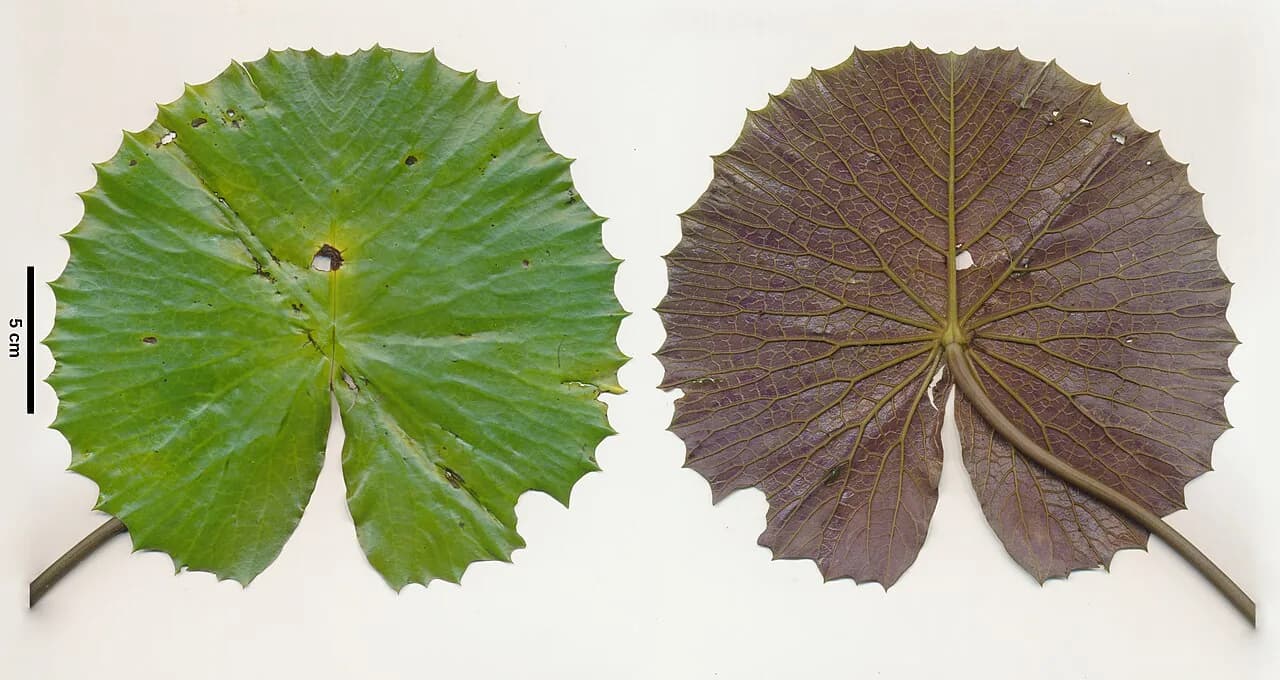 Red Tiger Lotus (Nymphaea zenkeri)