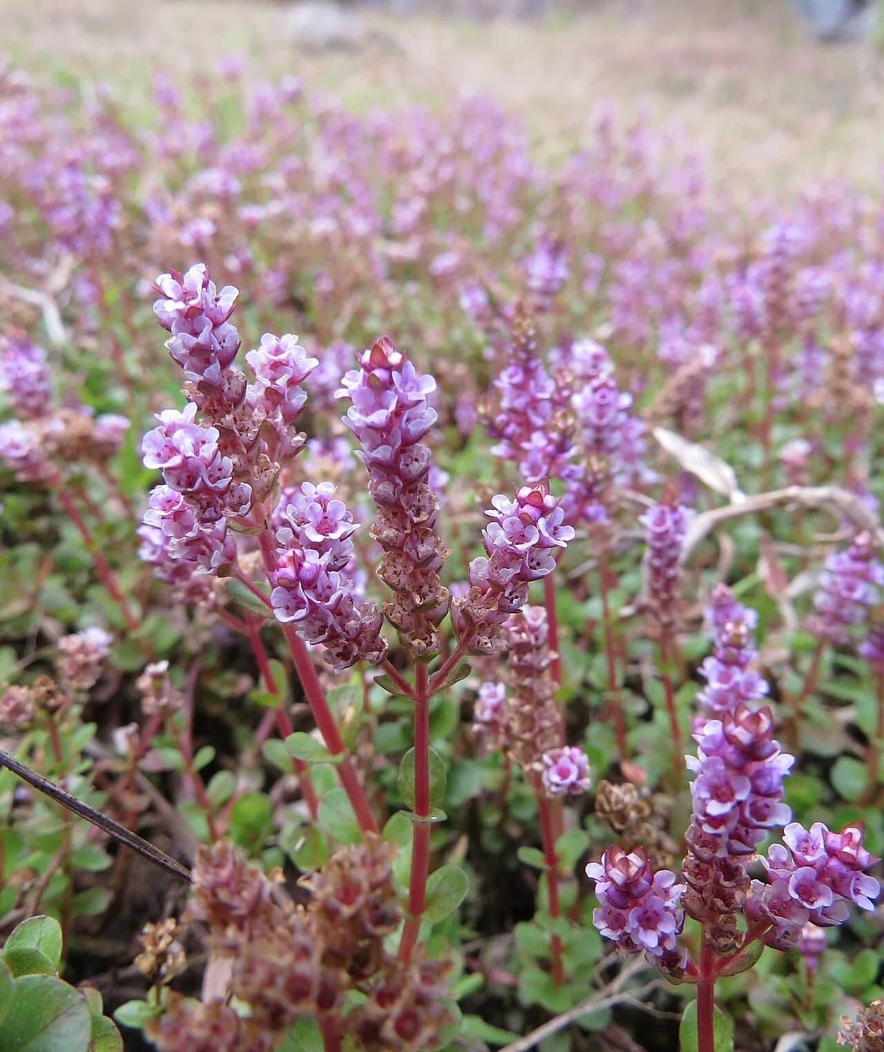 Rotala 'H'ra' (Rotala rotundifolia 'H'ra')