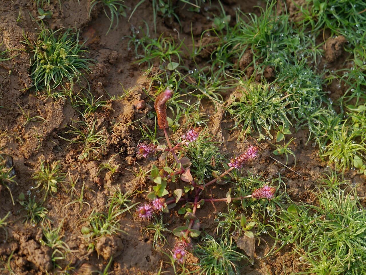 Rotala Macrandra (Rotala macrandra)
