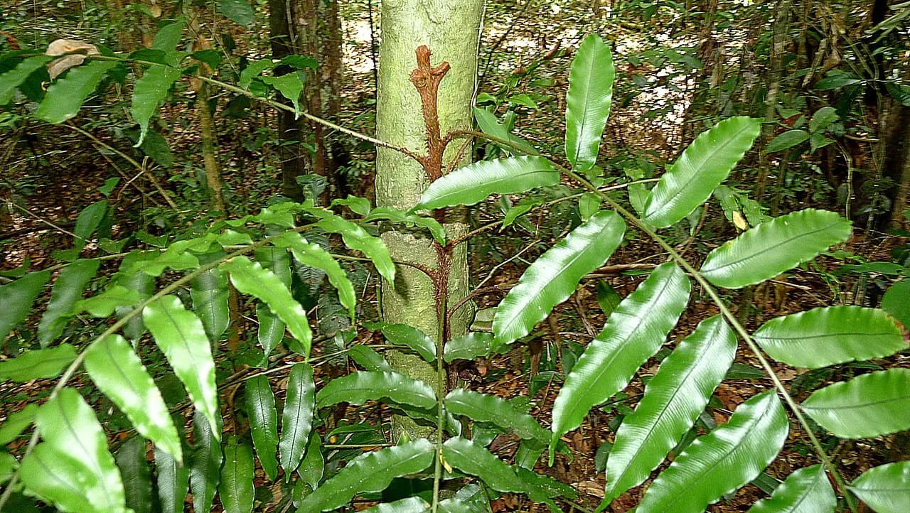Süßwassertang (Lomariopsis lineata)