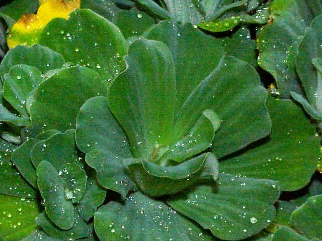 Water Lettuce (Pistia stratiotes)