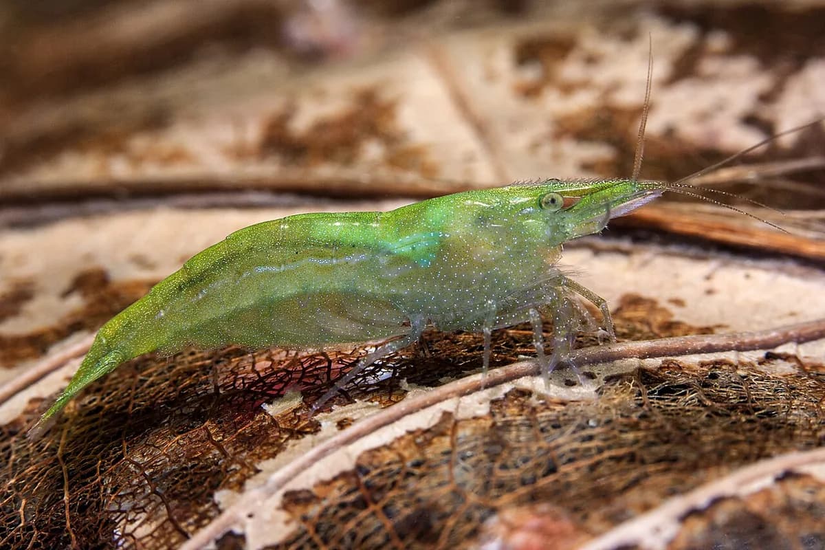 Green Babaulti Shrimp (Caridina babaulti) on a leaf