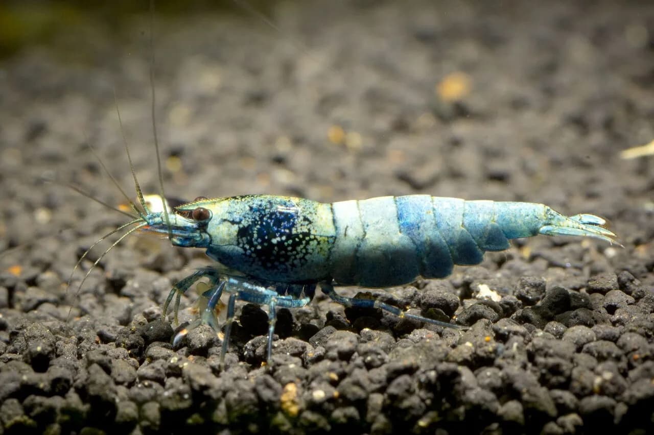 Blue Bolt Shrimp (Caridina cantonensis 'Blue Bolt')