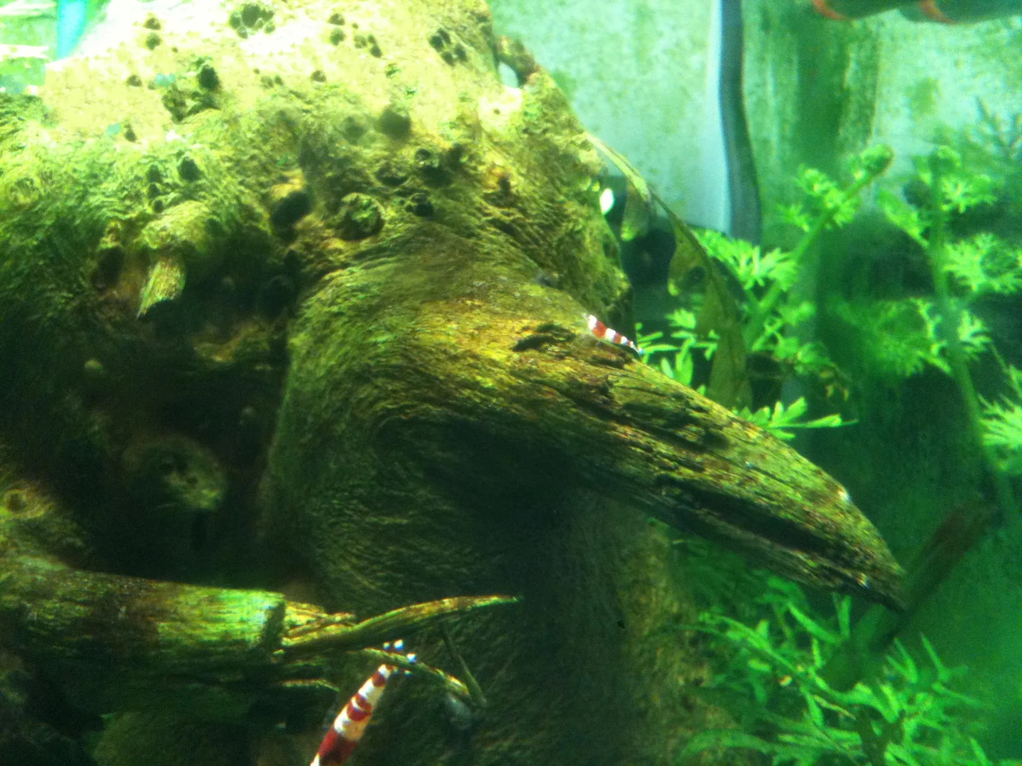 Crystal Red Shrimp (Caridina cantonensis) — adult with distinctive red-and-white banding plus a juvenile