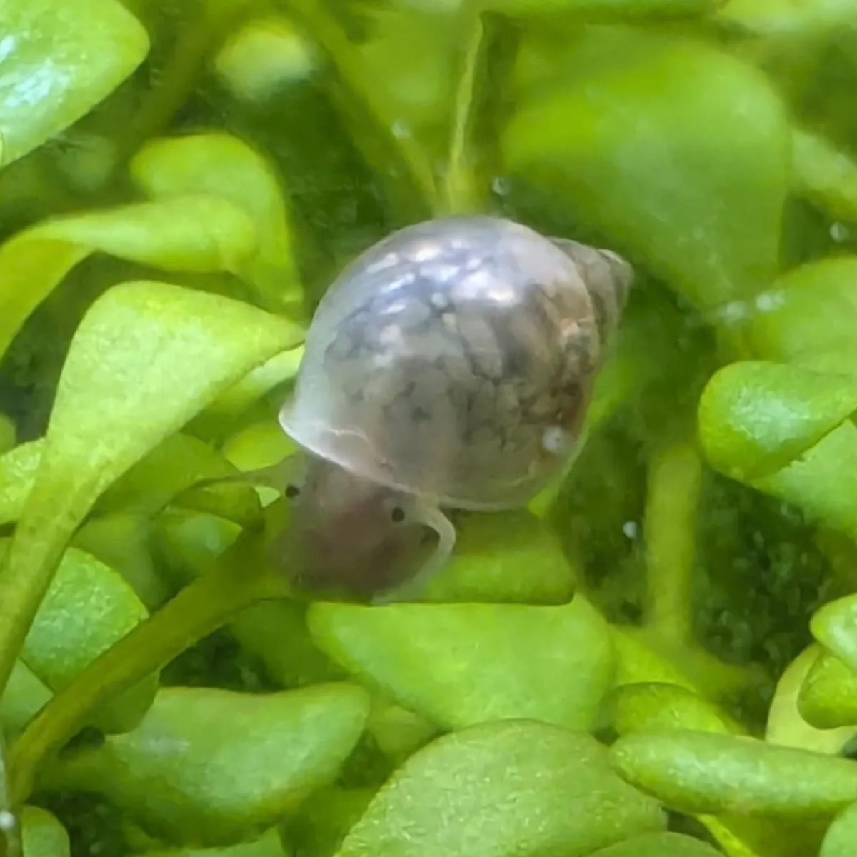 Bladder Snail (Physella acuta) grazing on an aquarium plant