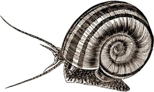 Colombian Ramshorn (Marisa cornuarietis)