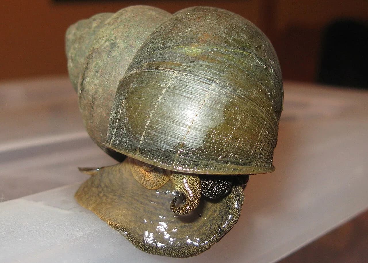 Japanese Trapdoor Snail (Cipangopaludina chinensis)