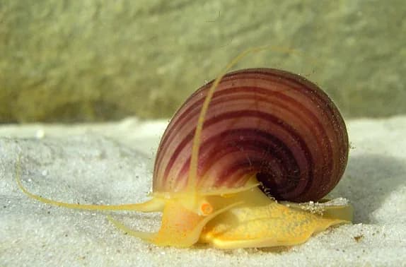 Mystery Snail (Pomacea bridgesii), golden body with long antennae crawling on sand