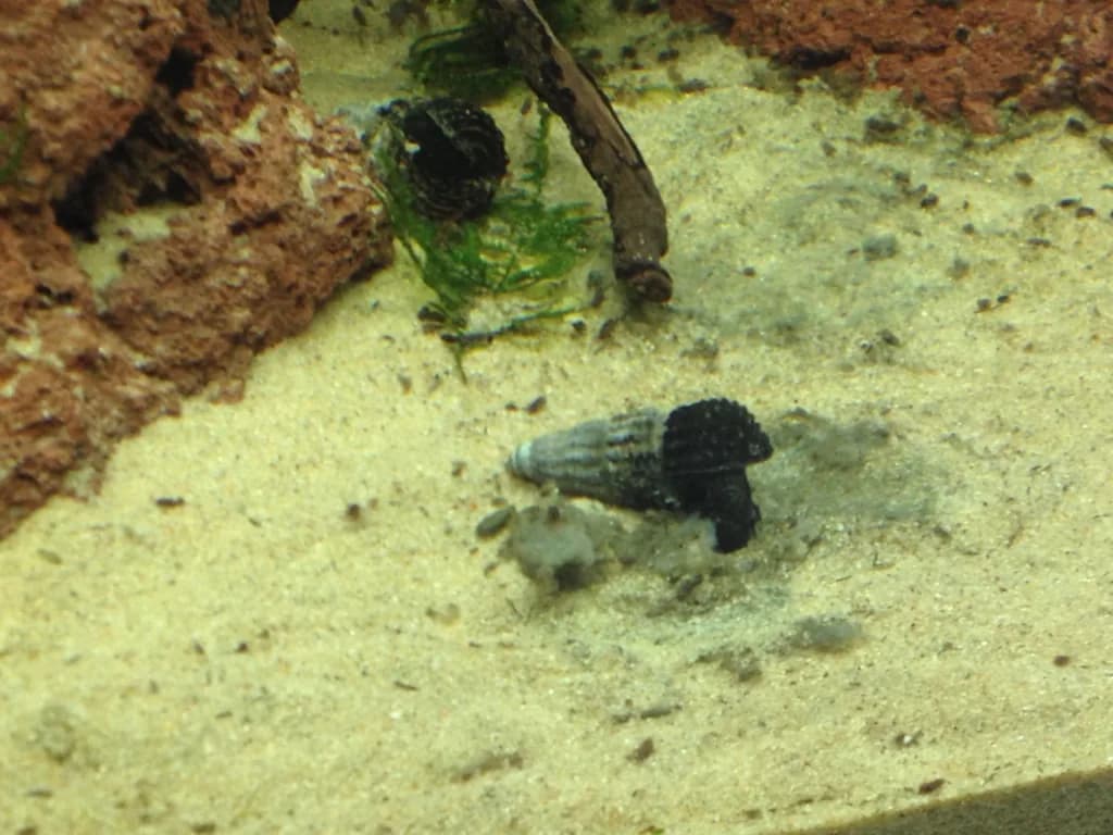Rabbit Snail (Tylomelania sp.), long conical shell on aquarium sand