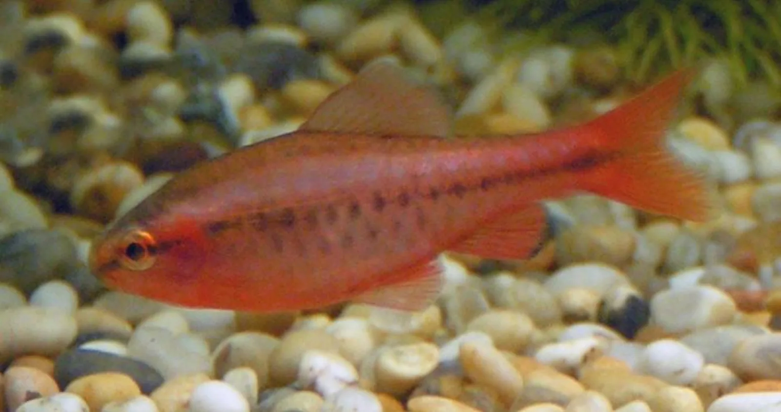 Cherry Barb (Puntius titteya)