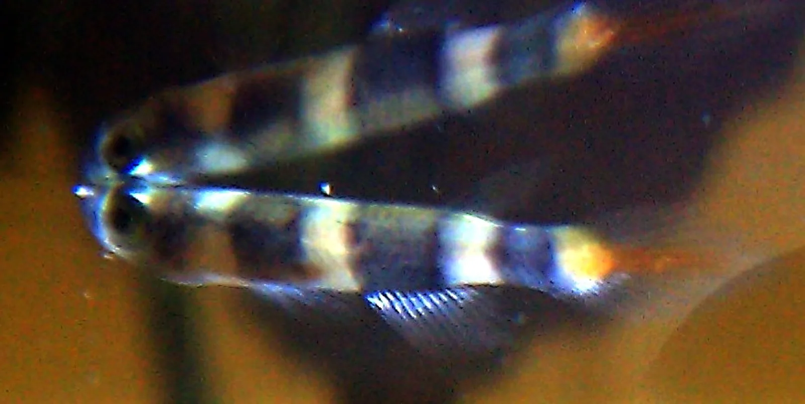 Clown Killifish (Epiplatys annulatus)