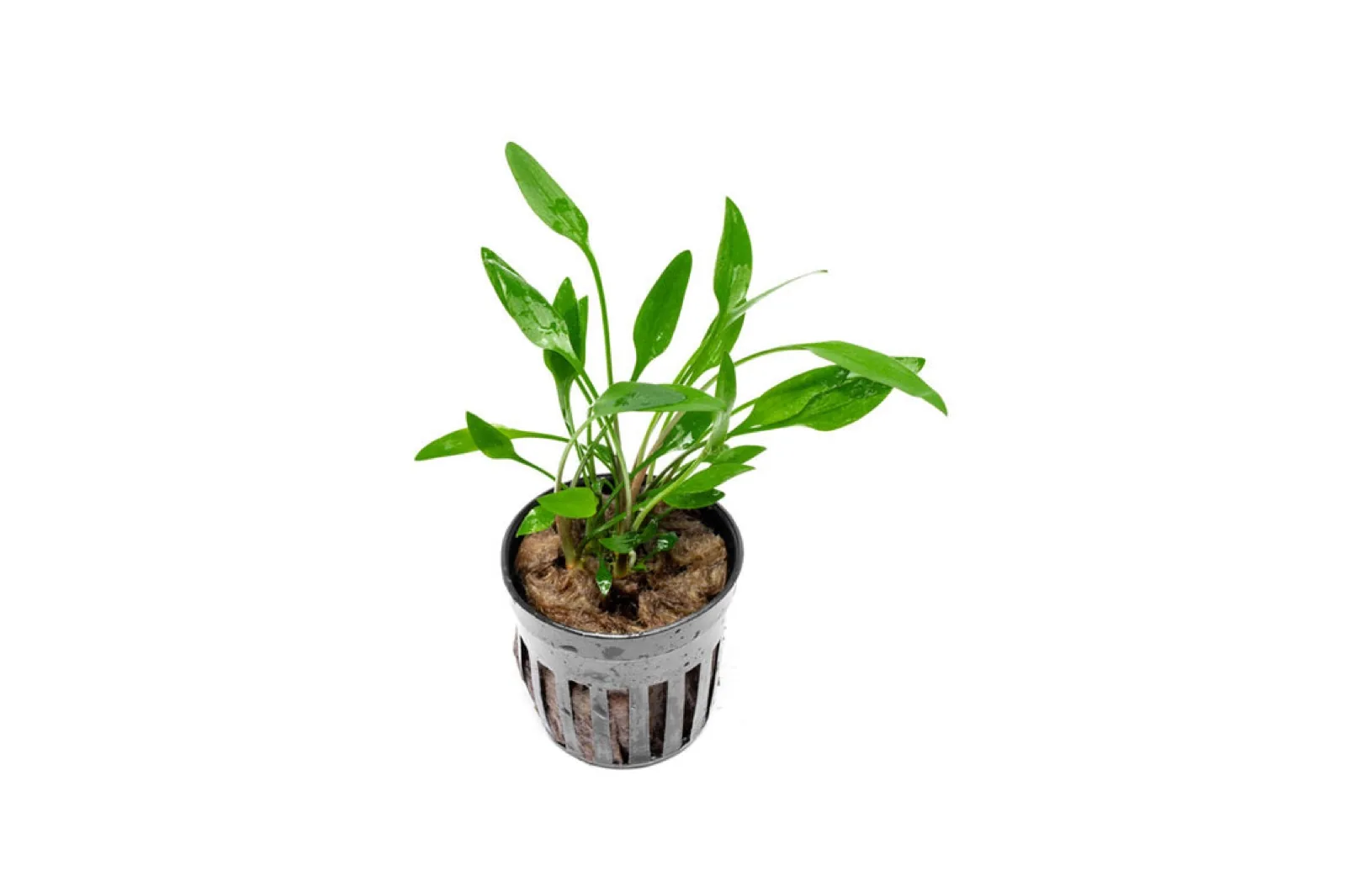 Cryptocoryne Lutea (Cryptocoryne lutea)