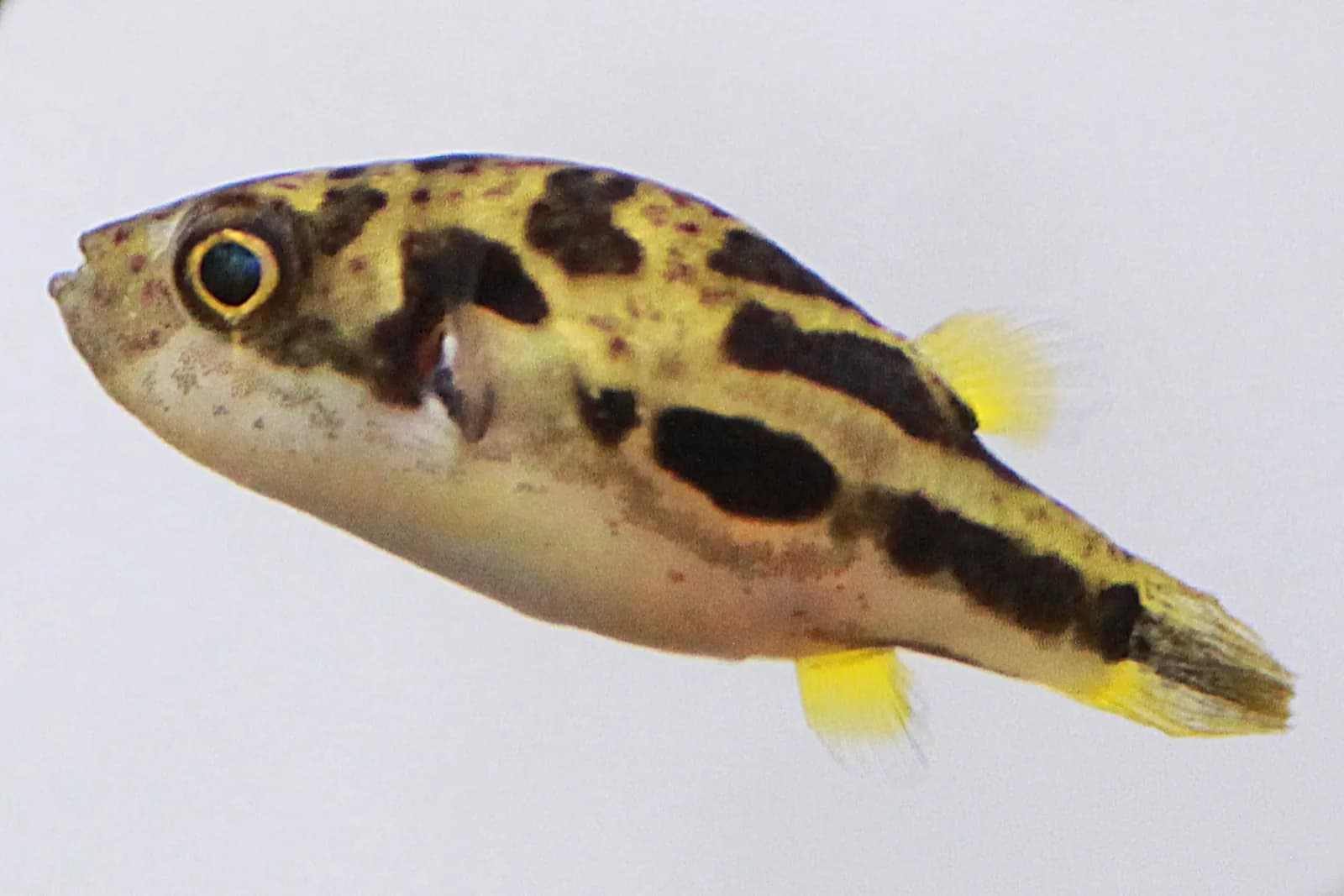 Dwarf Puffer (Carinotetraodon travancoricus)