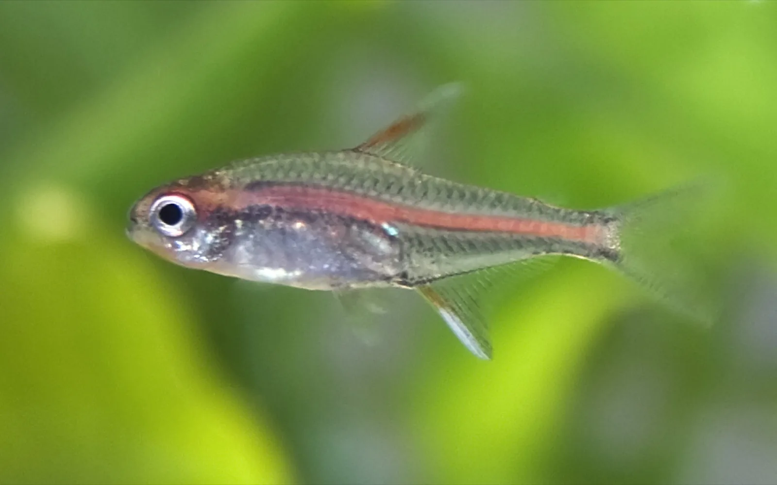 Glowlight Tetra (Hemigrammus erythrozonus)