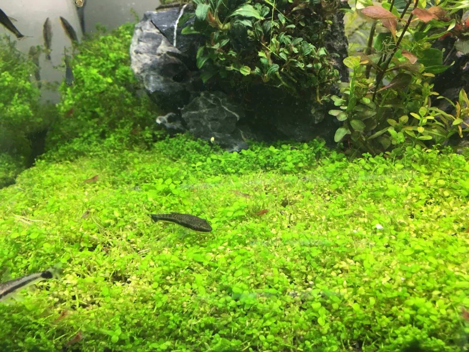 Dwarf Baby Tears (HC Cuba) (Hemianthus callitrichoides 'Cuba')