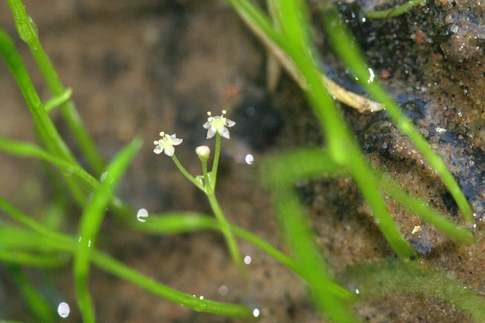 Micro Sword (Lilaeopsis brasiliensis)