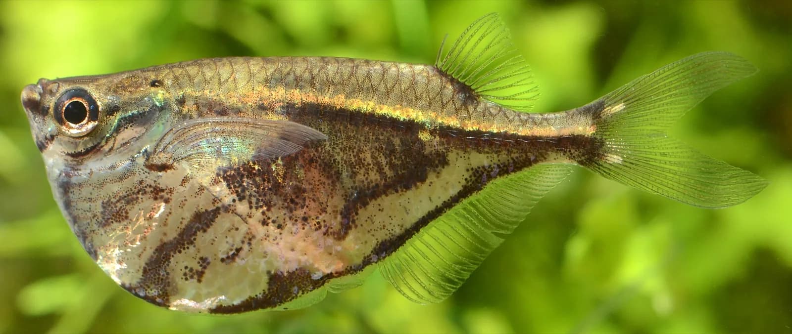 Marbled Hatchetfish (Carnegiella strigata)