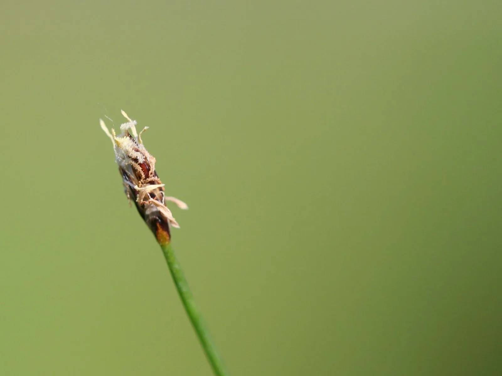 Needle Hairgrass (Eleocharis acicularis)