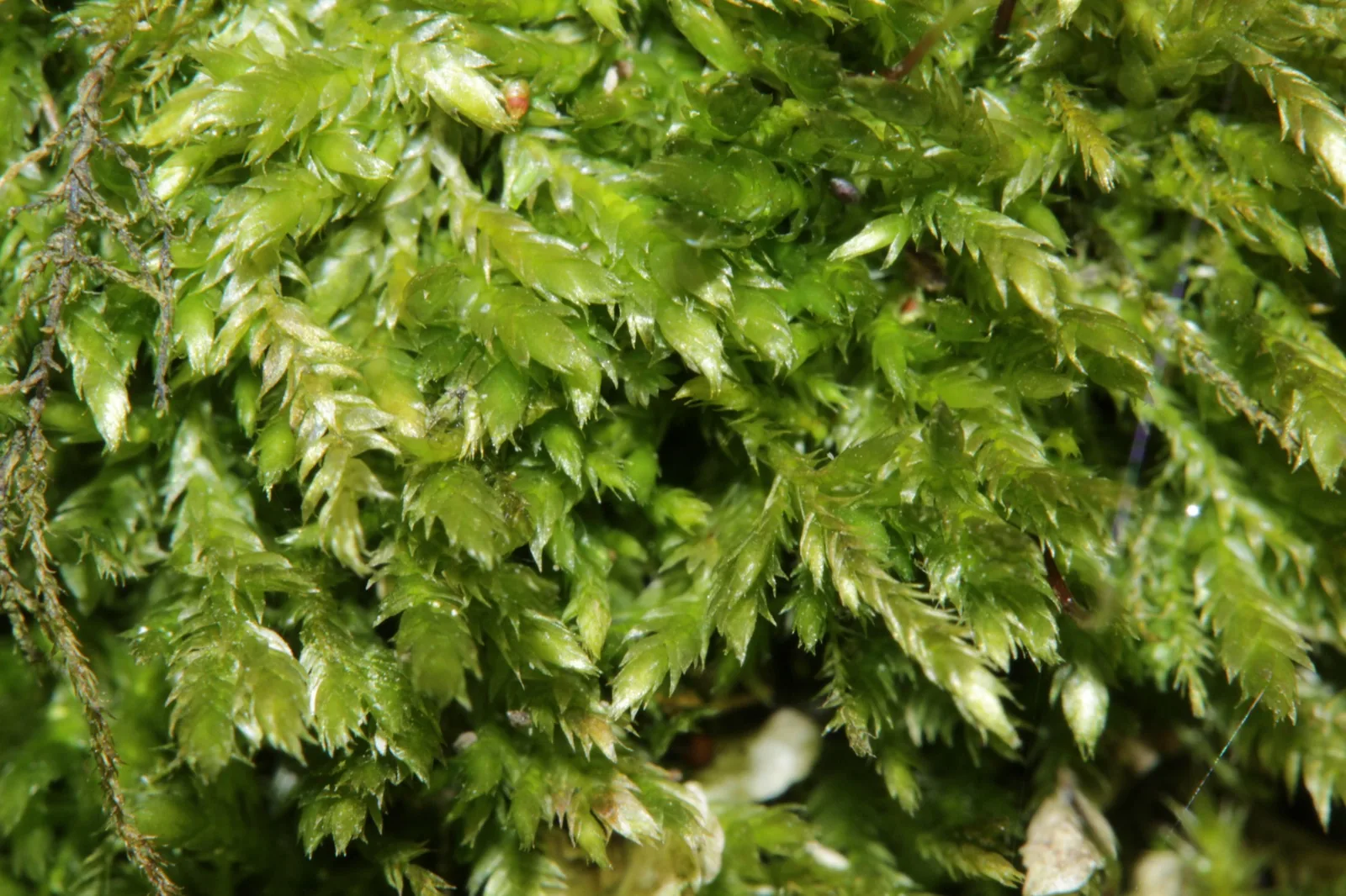 Peacock Moss (Taxiphyllum sp. 'Peacock')