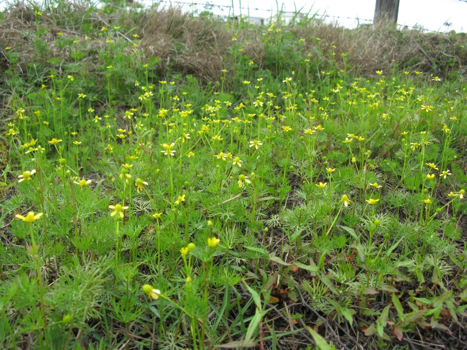 Ranunculus Inundatus (Ranunculus inundatus)