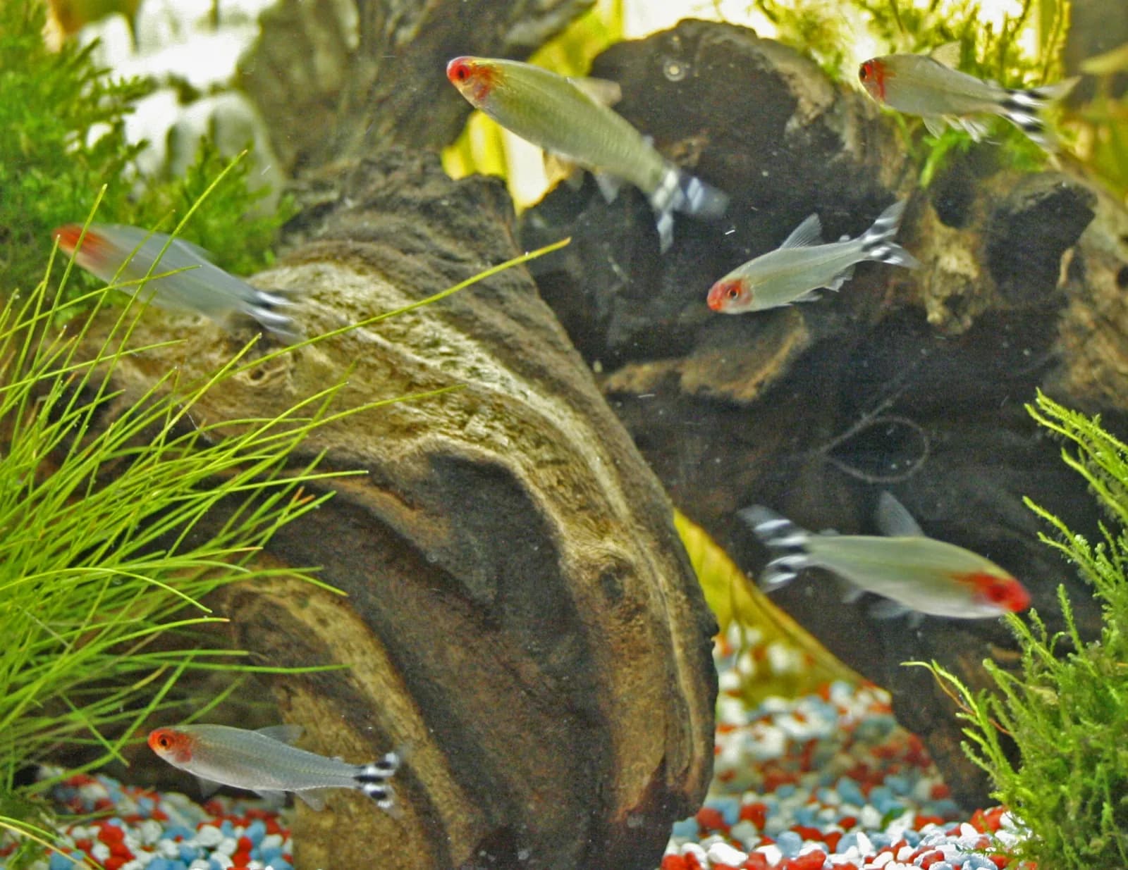 Rummynose Tetra (Hemigrammus rhodostomus)