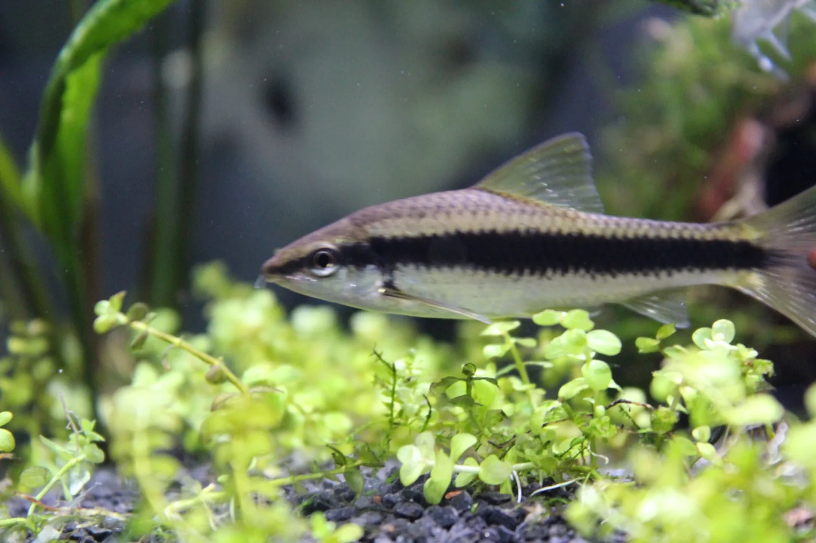 Siamese Algae Eater (Crossocheilus langei)