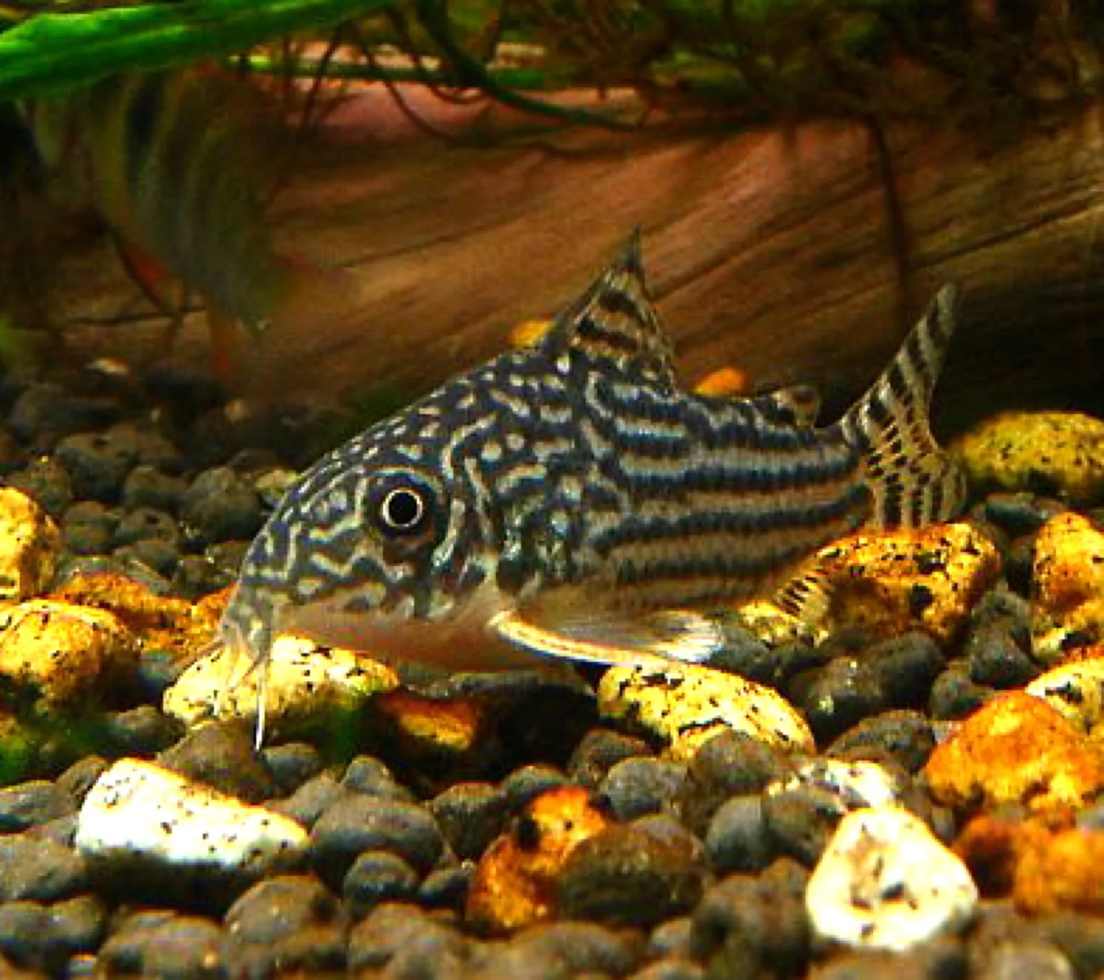 Sterbai Corydoras (Corydoras sterbai)