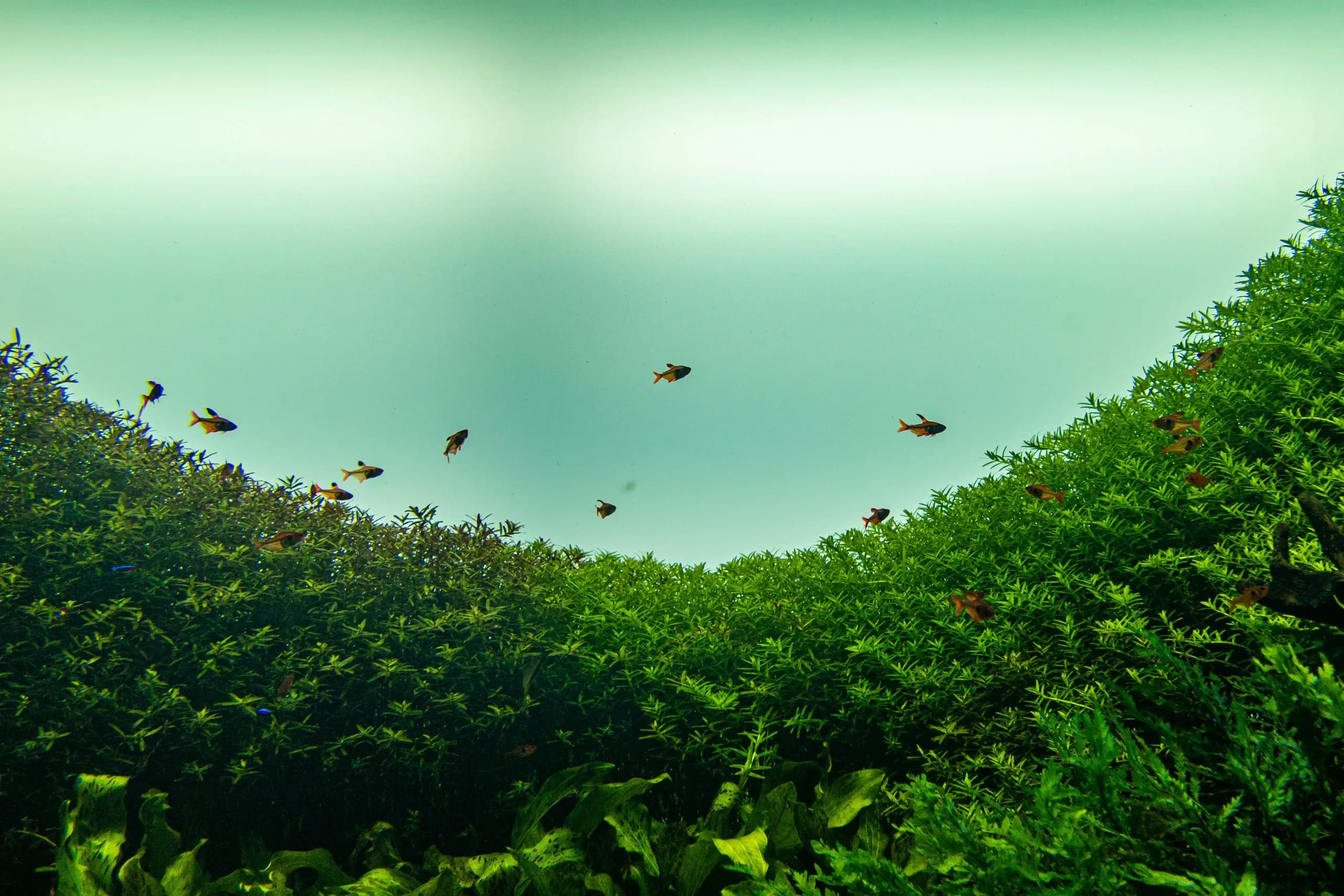 A green carpet of foreground plants with fish swimming above