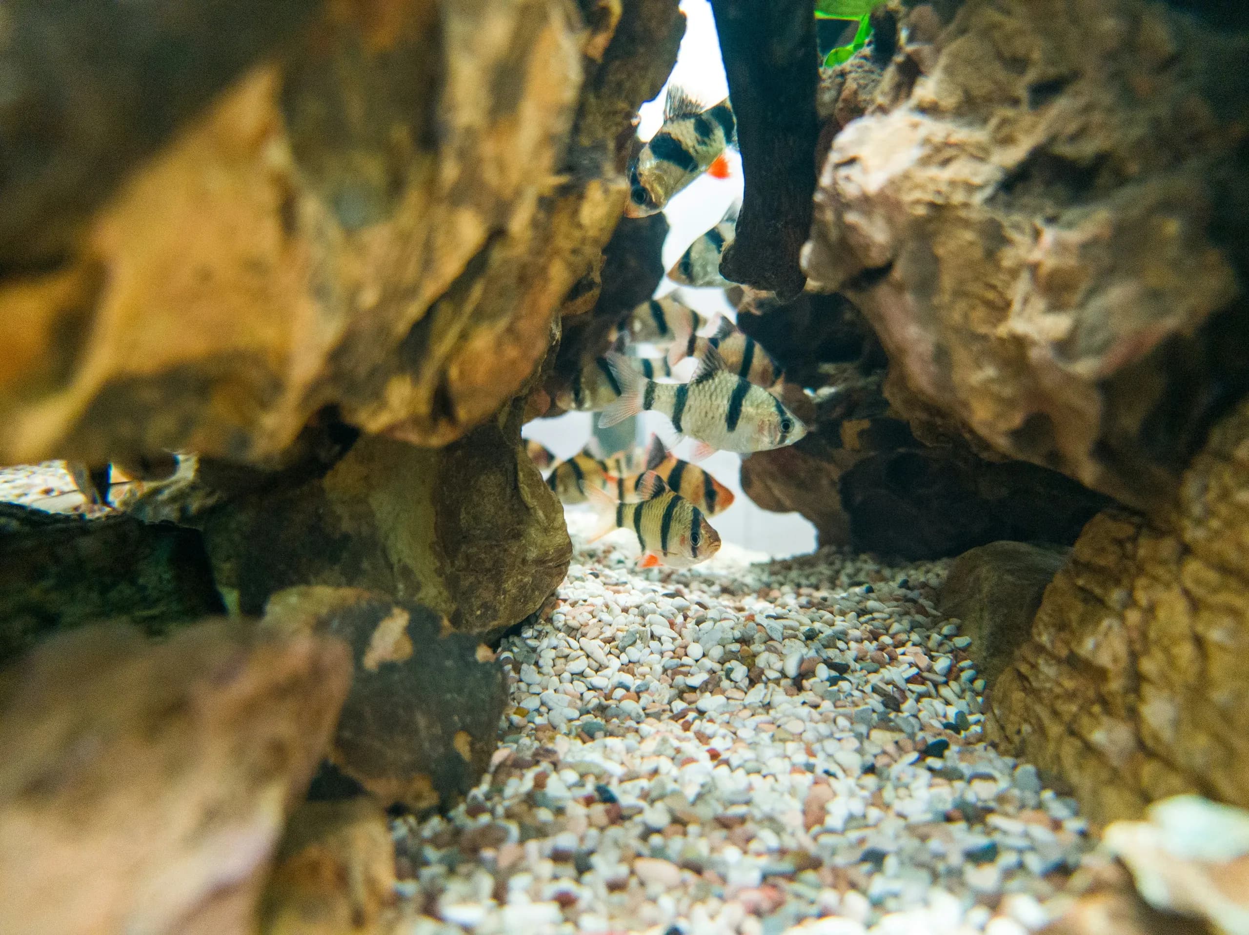 A dim, tannin-stained blackwater aquarium with wood and leaf litter
