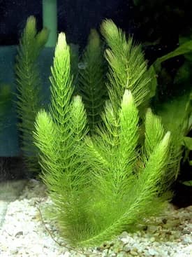 Hornwort (Ceratophyllum demersum)