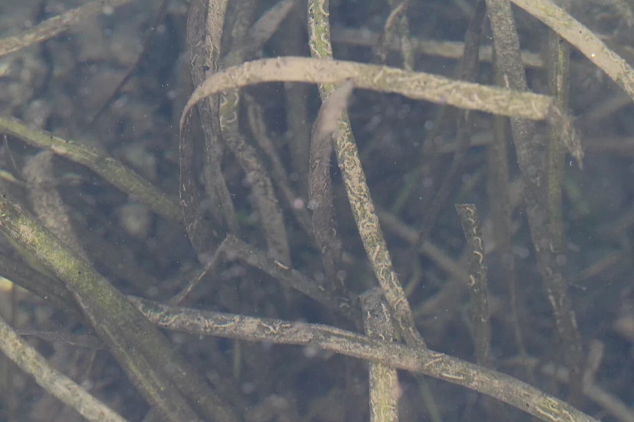 Jungle Vallisneria (Vallisneria americana)