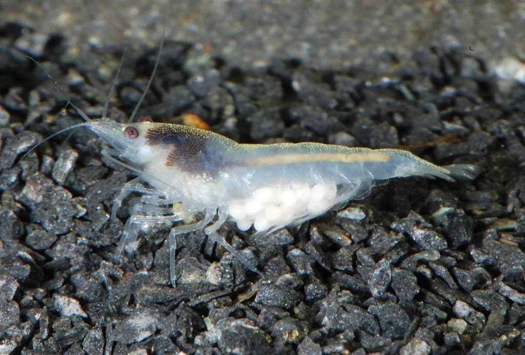 Snowball / White Pearl Shrimp (Neocaridina davidi 'Snowball') — solid pearl-white body