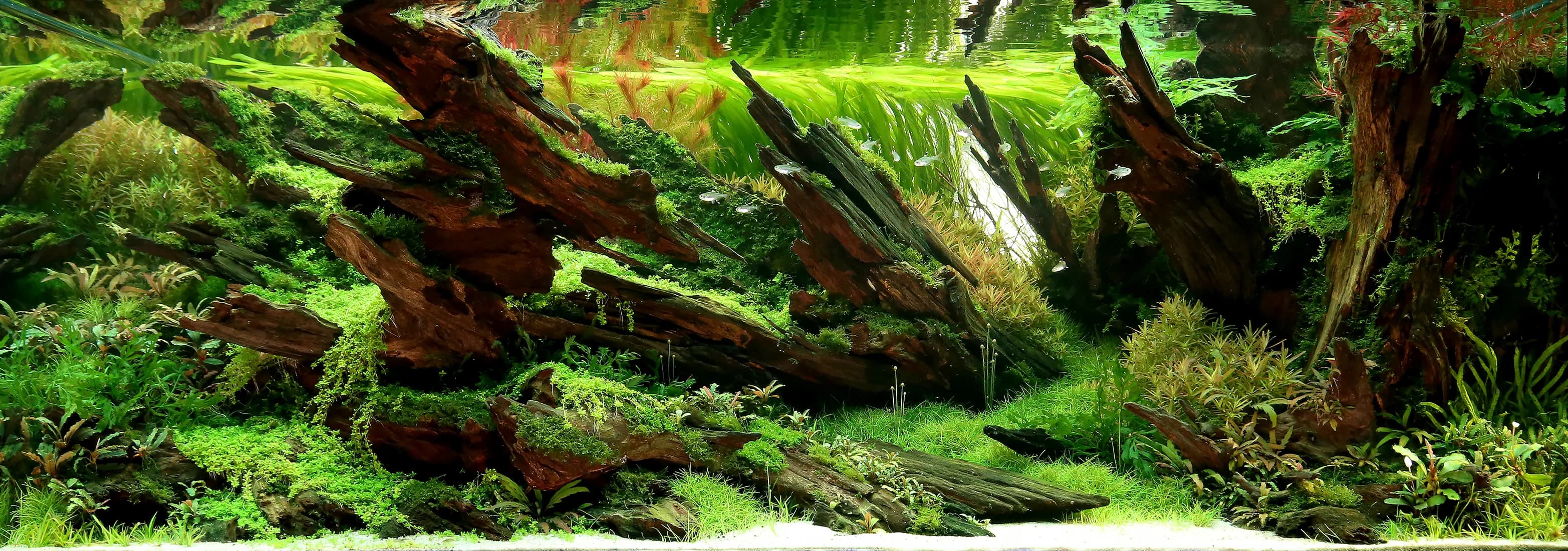 Cho Jaesun's top-ten aquascape at the AGA International Aquascaping Contest 2020