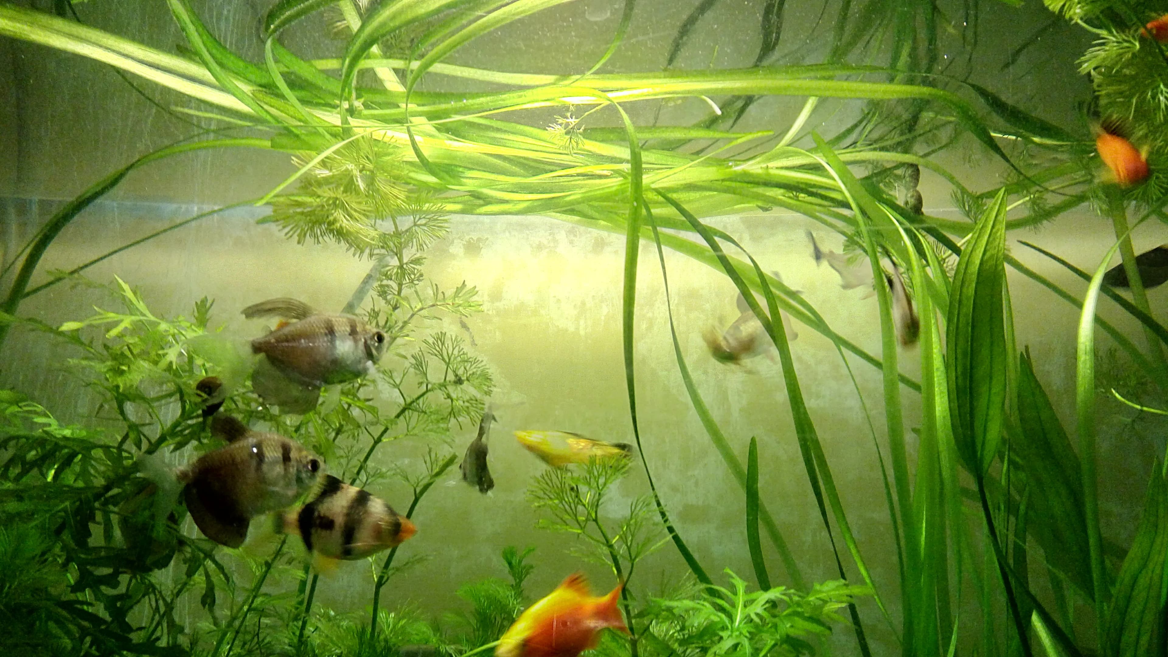 A densely planted community aquarium with Vallisneria, close to the Dutch NBAT style