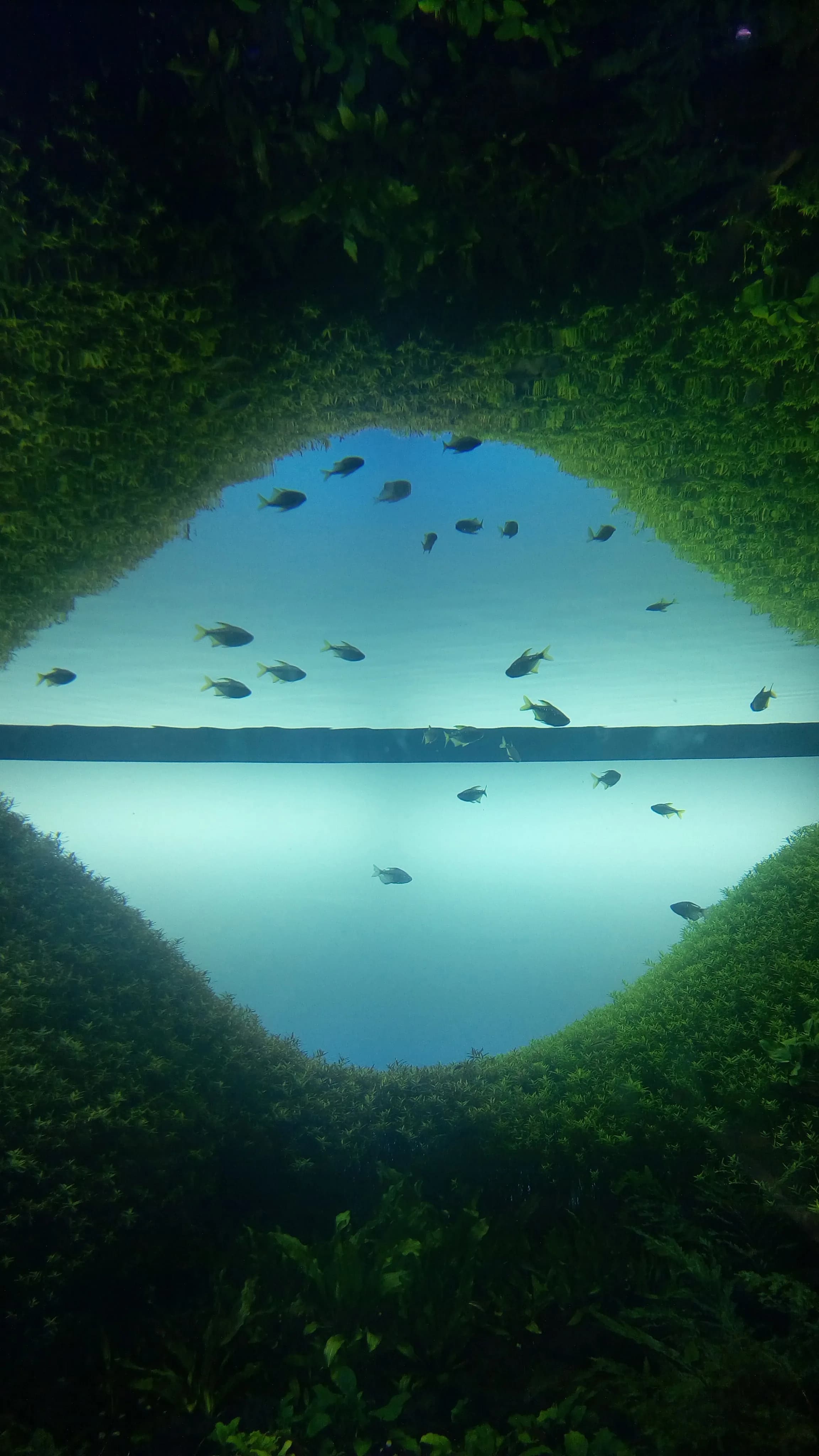 A detail of Takashi Amano's Florestas Submersas installation at Oceanário de Lisboa