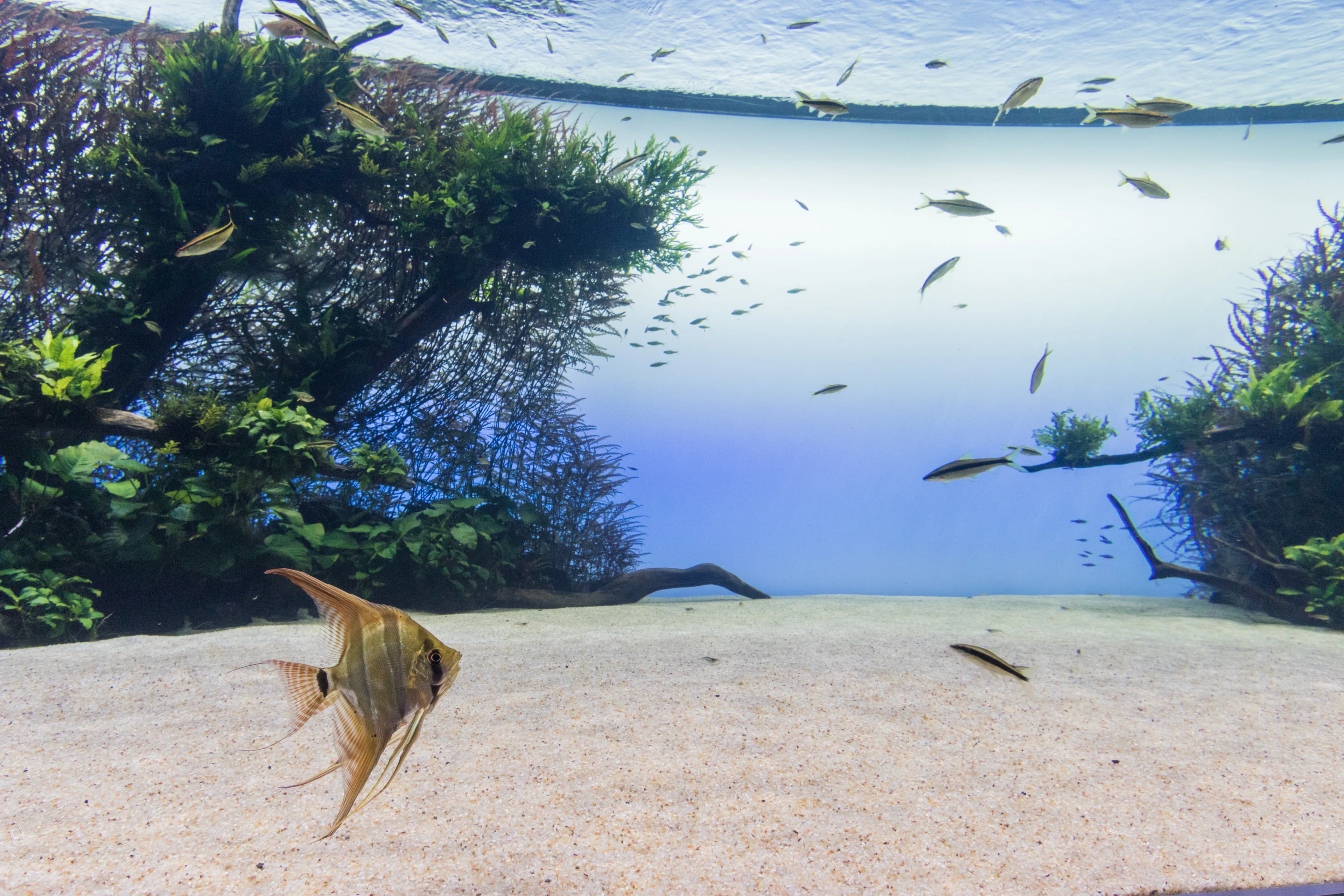 Schooling fish swimming over aquatic plants inside Amano's Florestas Submersas