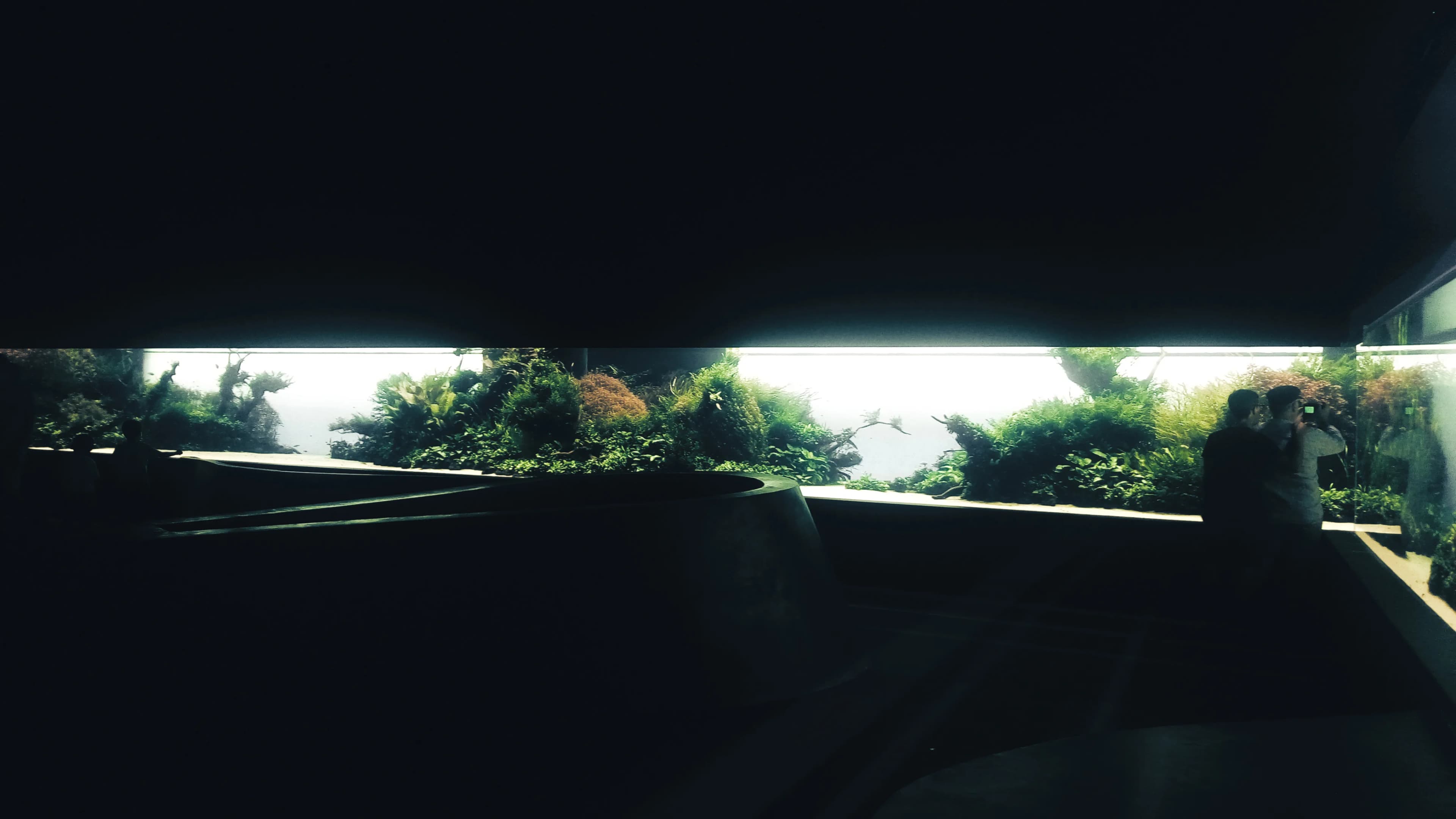 Florestas Submersas, Takashi Amano's 160,000-litre Nature Aquarium installation at Oceanário de Lisboa