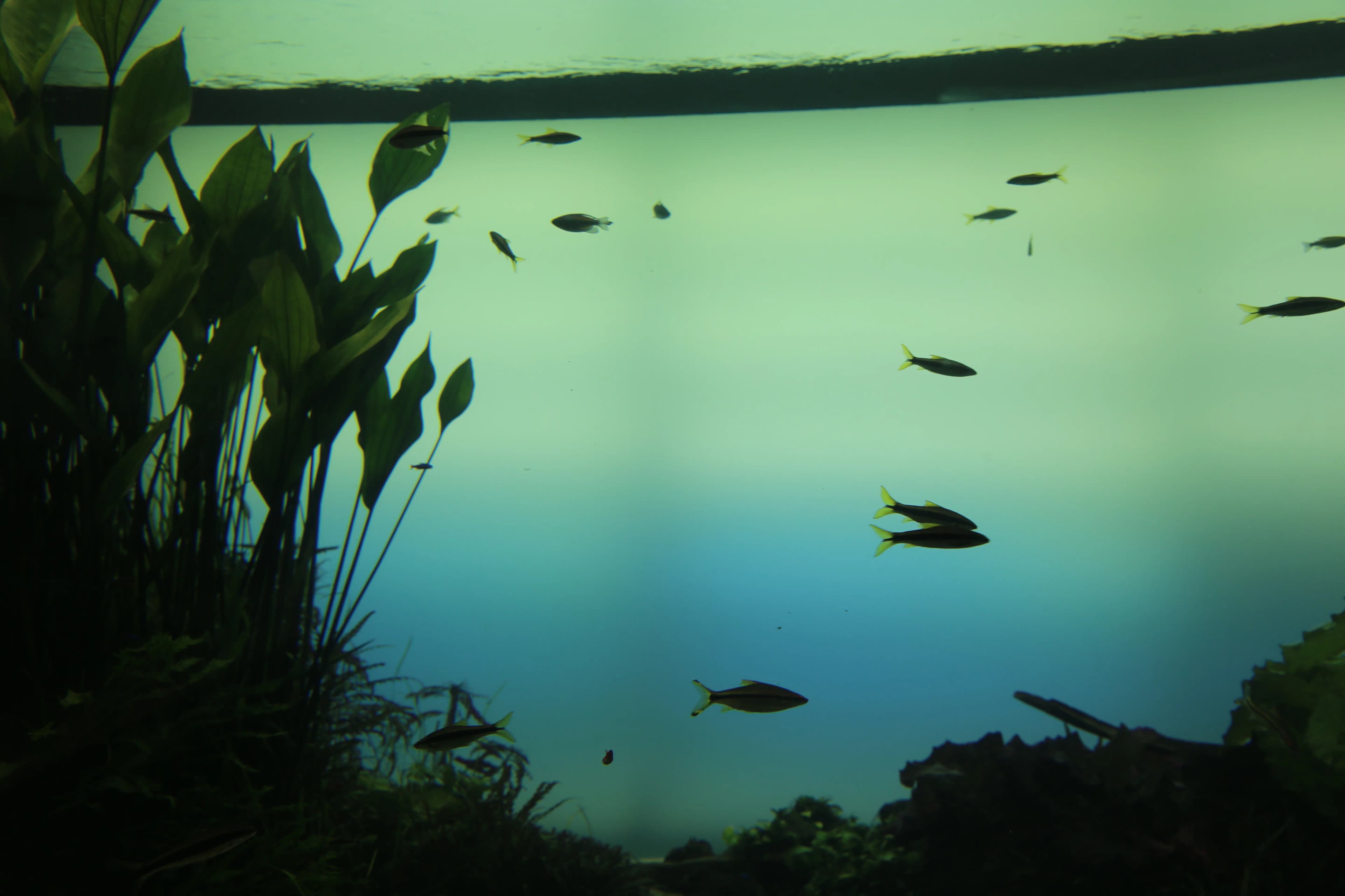 Silhouetted sword plants and a school of yellow-tailed fish in deep water, Florestas Submersas at the Lisbon Oceanarium