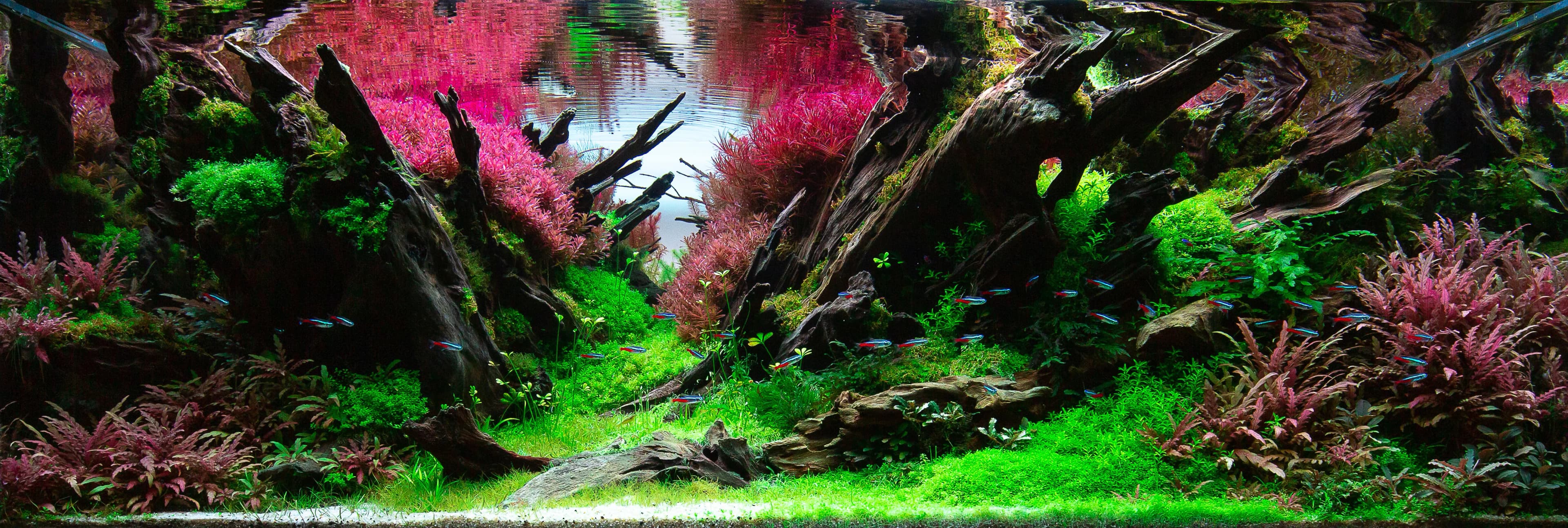 A contest aquascape, placed at the IIAC 2021 and RFLAC 2021 international competitions