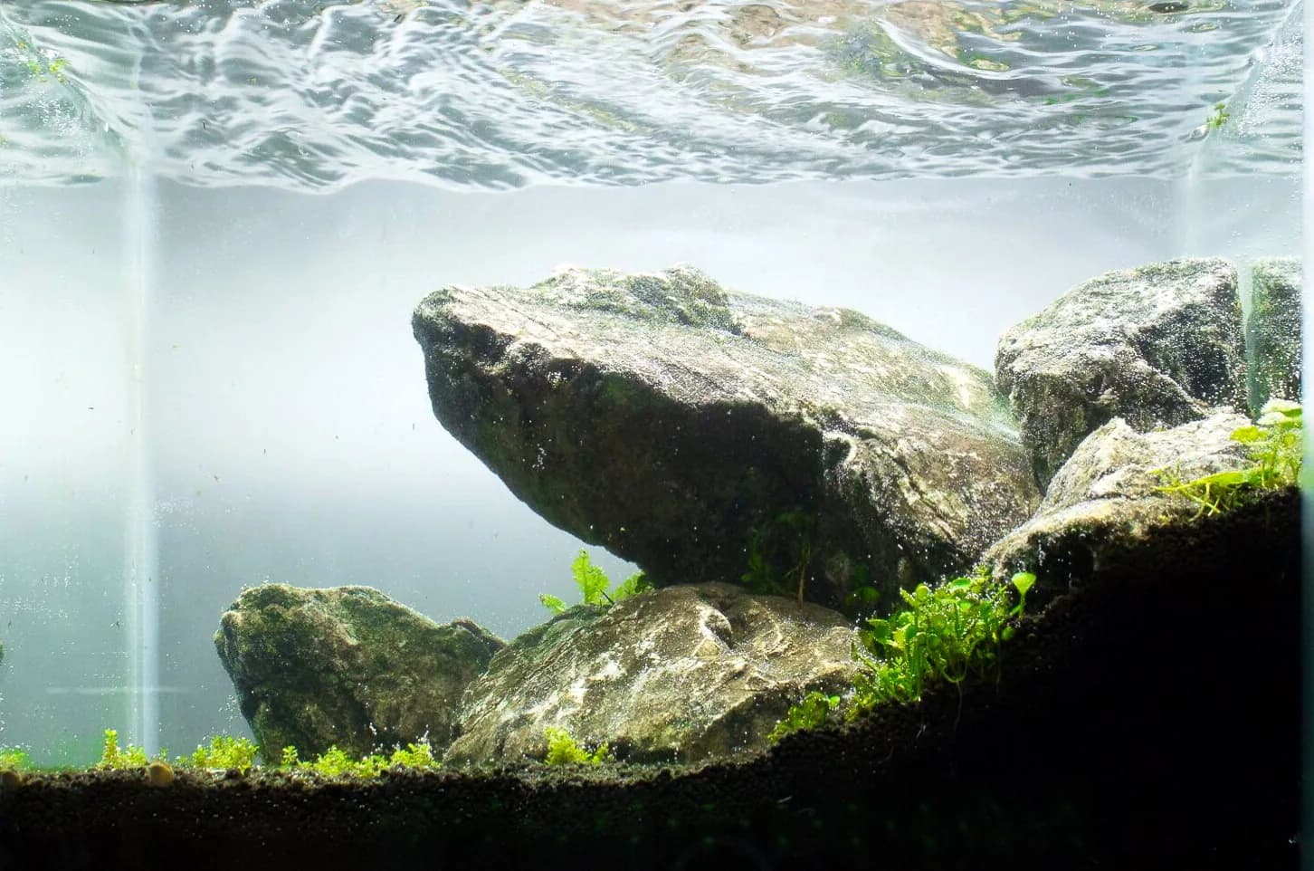 An Iwagumi-style planted aquarium with stones arranged in odd-numbered groups