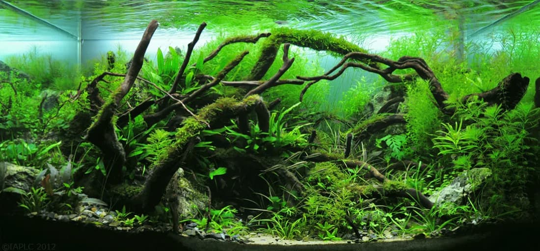 Nature Aquarium style planted tank with driftwood, mosses, and stem plants in asymmetric composition