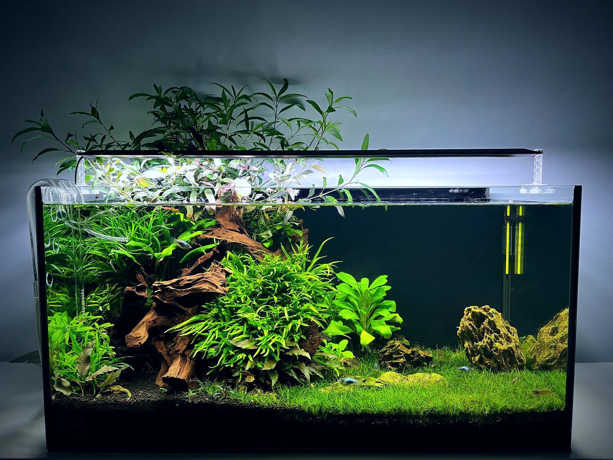 A triangular composition aquascape, a contest-style evolution of the Nature Aquarium