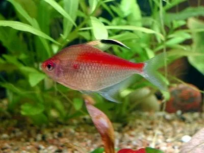 Bleeding Heart Tetra