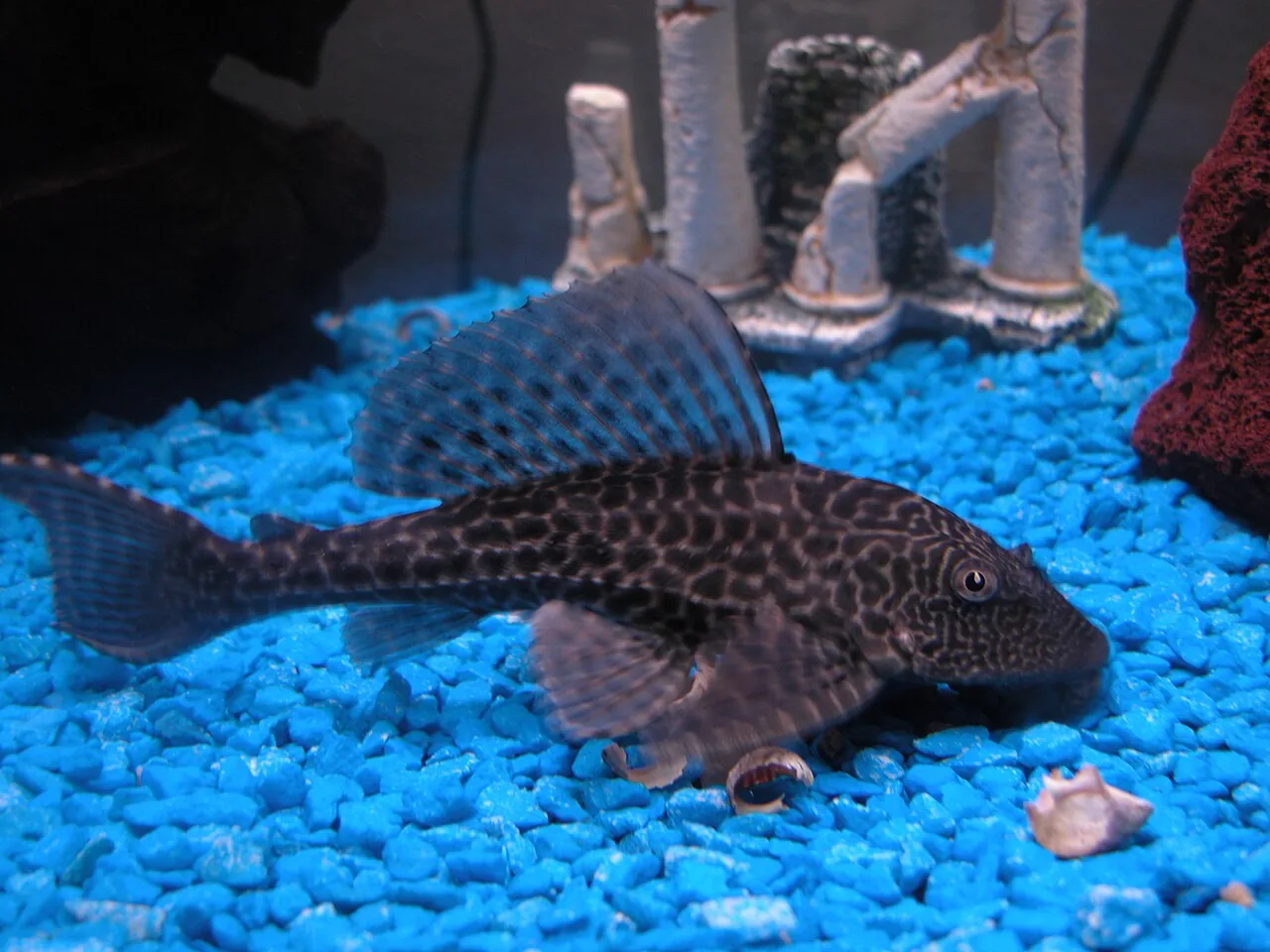 Common Pleco