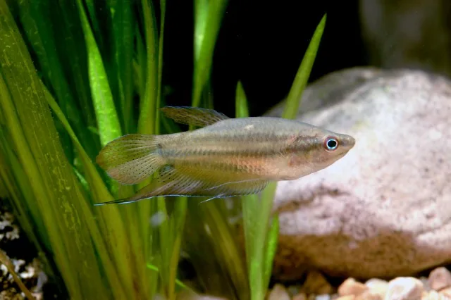 Croaking Gourami