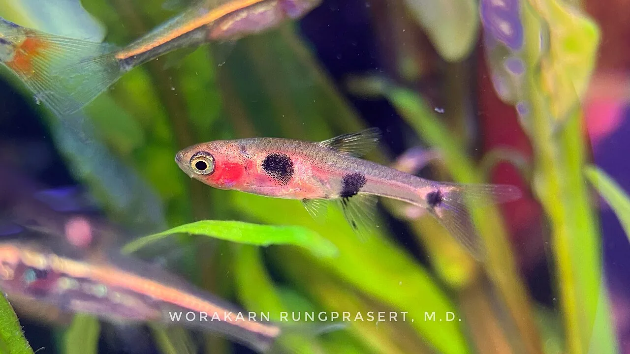 Dwarf Rasbora