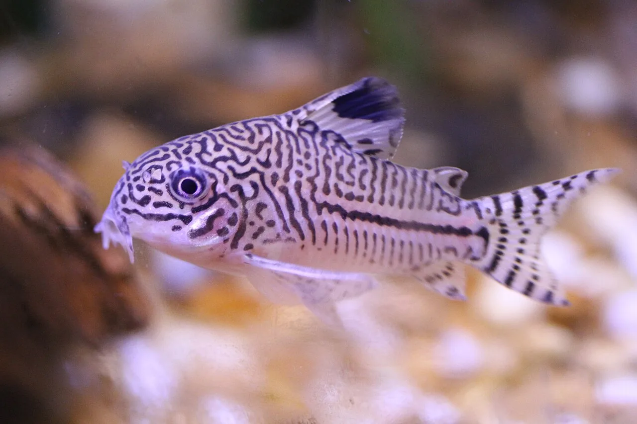 False Julii Cory