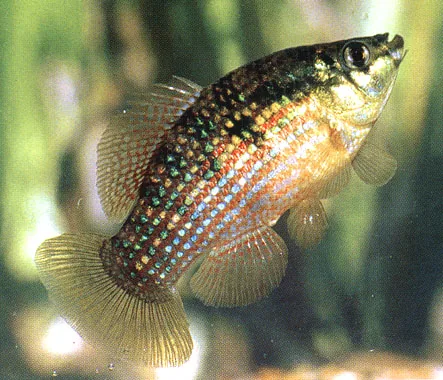 Florida Flagfish