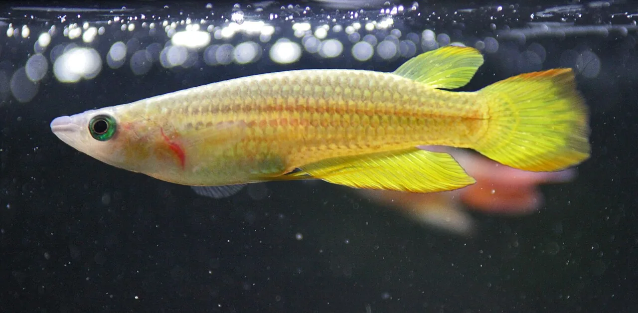 Golden Wonder Killifish