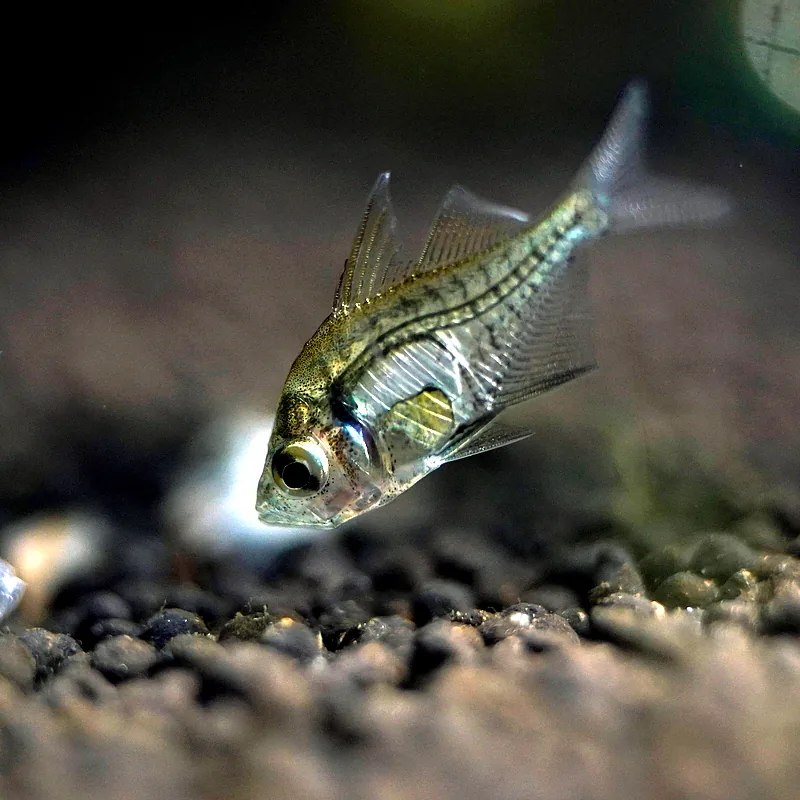 Indian Glass Fish